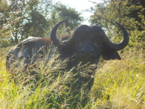 Un buffle noyé dans le bush sud africain