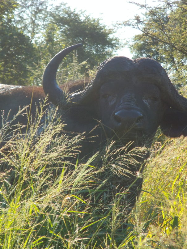 Un buffle noyé dans le bush sud africain