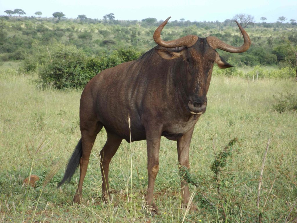 Magnifique Gnou posant fièrement dans le parc Kruger