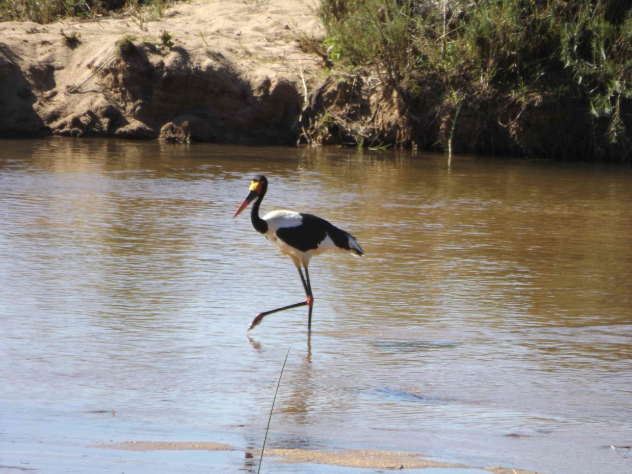 jabiru D'Afrique dans l'eau