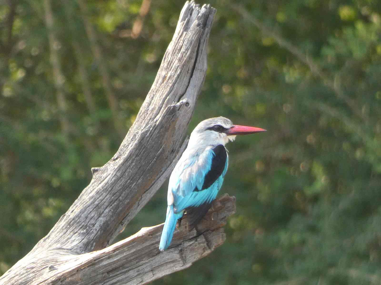 Beautiful Kingfisher , photo taken near Hamerskop dam