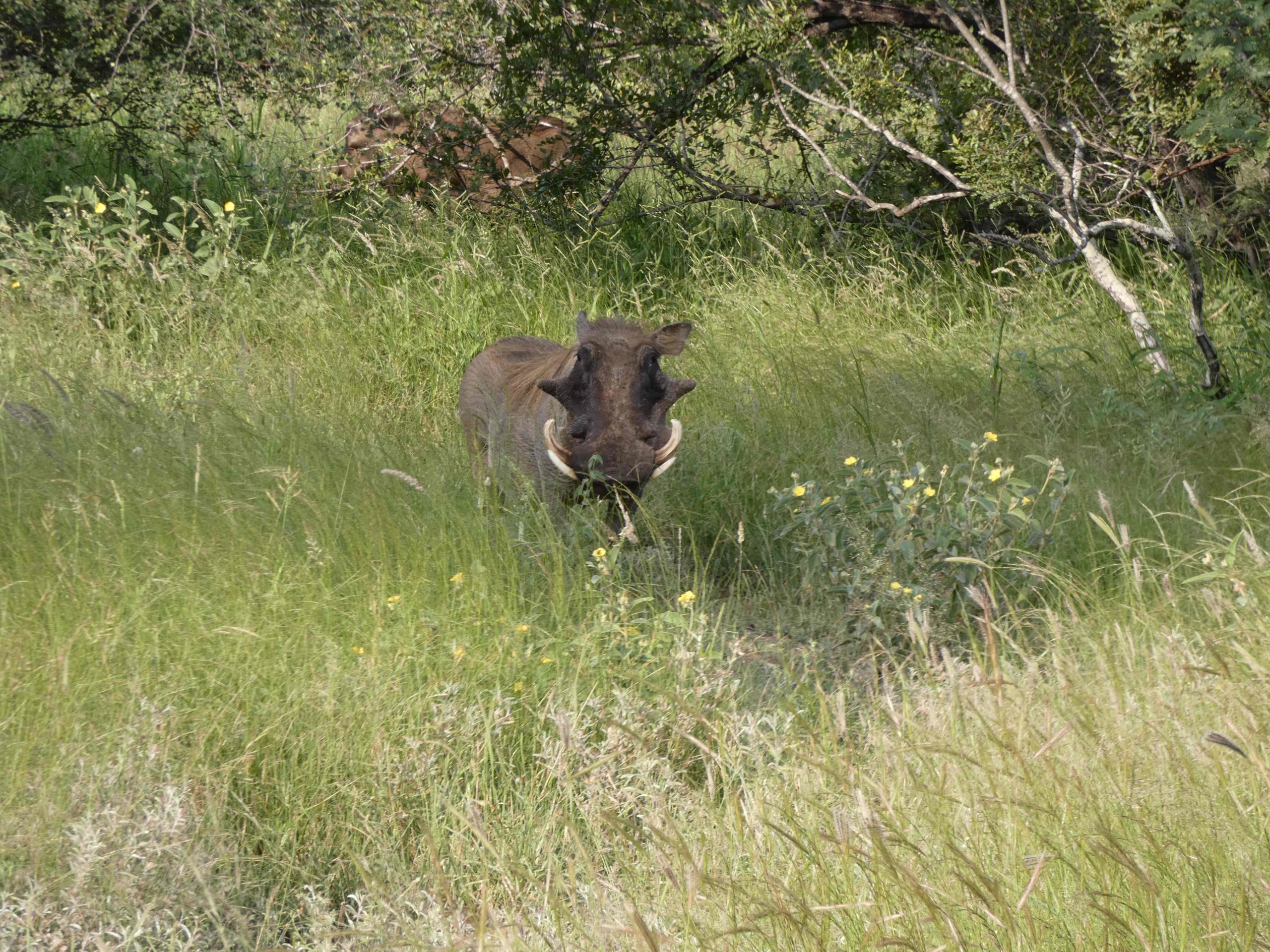Proud warthog from Hoespruit wildlife estate